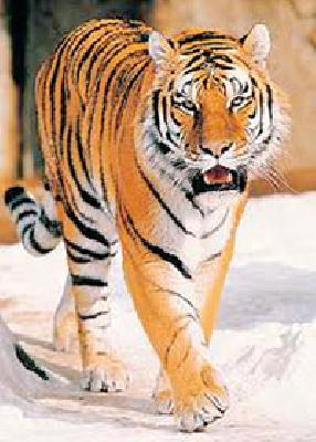 The cannibal tigers are in panic | नरभक्षक वाघाची दहशत कायम The cannibal tigers are in panic | नरभक्षक वाघाची दहशत कायम