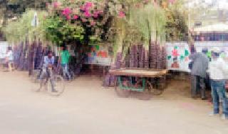 Sugarcane arrivals increased: | ऊसाची आवक वाढली : Sugarcane arrivals increased: | ऊसाची आवक वाढली :