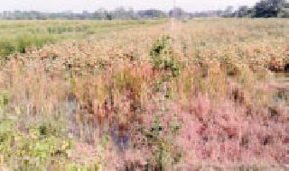 Increase in the problem of farmers due to the canal canal | लिक कालव्यामुळे शेतकऱ्यांच्या अडचणीत वाढ Increase in the problem of farmers due to the canal canal | लिक कालव्यामुळे शेतकऱ्यांच्या अडचणीत वाढ