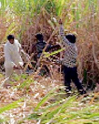 Along with the parents, the students also got the job of cutting sugarcane | पालकांसोबत विद्यार्थीही ऊस तोडणीच्या कामावर
