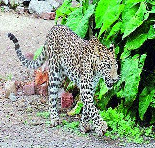 Due to moving the forest department, there is anger in Narayanagam | वनपरिक्षेत्र कार्यालय हलविल्याने नारायणगावात संताप