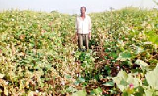 The birds spoil the crop in the fields | श्वापदांनी केली शेतातील पिकाची नासाडी The birds spoil the crop in the fields | श्वापदांनी केली शेतातील पिकाची नासाडी