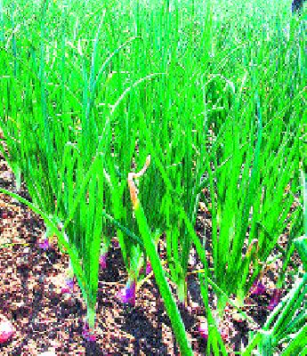 Last phase of onion planting in Khamkhed | खामखेड्यात कांदा लागवड अंतिम टप्प्यात