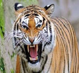 Tigers panic in Sihora area | सिहोरा परिसरात वाघांची दहशत