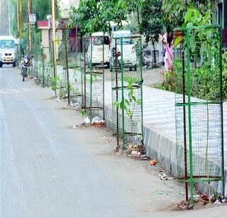 New plants on the Kalyan-Dombivli parallel road | कल्याण-डोंबिवली समांतर रस्त्यावर नवीन रोपे New plants on the Kalyan-Dombivli parallel road | कल्याण-डोंबिवली समांतर रस्त्यावर नवीन रोपे