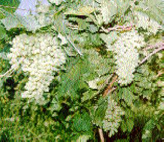 The company is responsible for damaging the damages | द्राक्षांच्या नुकसानीसाठी कंपनीला धरले जबाबदार The company is responsible for damaging the damages | द्राक्षांच्या नुकसानीसाठी कंपनीला धरले जबाबदार