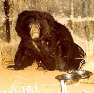 The bear gave birth to two young ones | अस्वलाने दिला दोन पिलांना जन्म The bear gave birth to two young ones | अस्वलाने दिला दोन पिलांना जन्म