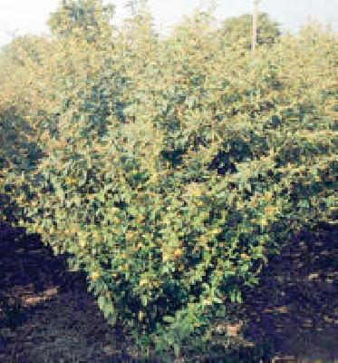 Government machinery to purchase ture directly to direct farmers | तूर खरेदीकरिता शासकीय यंत्रणा जाणार थेट शेतकऱ्यांपर्यंत