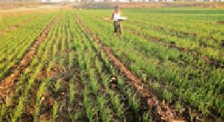 Rabi wheat harvest has come up due to the rising cold. A healthy growth of this wheat | वाढत्या थंडीमुळे रब्बीतील गव्हाचे पीक भरात आले आहे. या गव्हाची व्यवस्थित वाढ Rabi wheat harvest has come up due to the rising cold. A healthy growth of this wheat | वाढत्या थंडीमुळे रब्बीतील गव्हाचे पीक भरात आले आहे. या गव्हाची व्यवस्थित वाढ