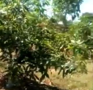 VIDEO-Israeli cultivation of mango from tribal farmers | VIDEO- आदिवासी शेतक-यांकडून इस्रायल पद्धतीने आंबा लागवड VIDEO-Israeli cultivation of mango from tribal farmers | VIDEO- आदिवासी शेतक-यांकडून इस्रायल पद्धतीने आंबा लागवड
