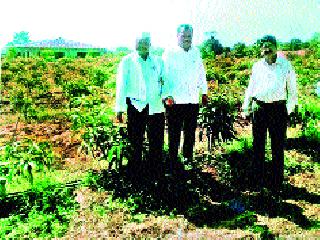 A boon for mango cultivation for tribal farmers | आदिवासी शेतकऱ्यांसाठी आंबा लागवड एक वरदान A boon for mango cultivation for tribal farmers | आदिवासी शेतकऱ्यांसाठी आंबा लागवड एक वरदान