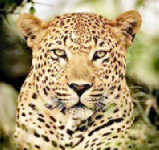 'That' of the leopard appeared in the stars | ‘त्या’ बिबट्याचे सितेपारात दर्शन