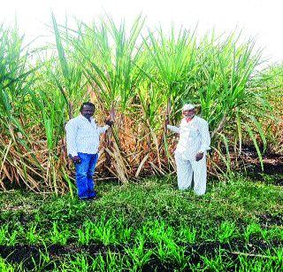 The crop is drought-prone | दुष्काळी पट्ट्यात फुलू लागली ऊसशेती