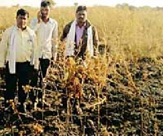 In the six acres of farming, | सहा एकर शेतातील तुरीचे पीक भस्मसात