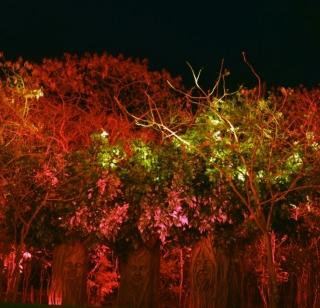 Nashik's glory to grow 'Botanical Garden' | 'बोटॅनिकल गार्डन' वाढविणार नाशिकचे वैभव Nashik's glory to grow 'Botanical Garden' | 'बोटॅनिकल गार्डन' वाढविणार नाशिकचे वैभव