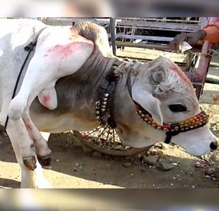 VIDEO Talks about 6 legs of cows in Marathwada | VIDEO मराठवाड्यात चर्चा गायीच्या 6 पायांची VIDEO Talks about 6 legs of cows in Marathwada | VIDEO मराठवाड्यात चर्चा गायीच्या 6 पायांची