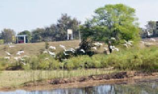 Vaishan Vihar: | बगळ्यांचा स्वच्छंद विहार :