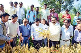 Powder harvesting on Mallching Demonstration | मल्चिंगवरील धानाचे कापणी प्रात्यक्षिक Powder harvesting on Mallching Demonstration | मल्चिंगवरील धानाचे कापणी प्रात्यक्षिक