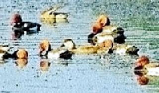 Foreign birds enjoying water sports | जलक्रीडेचा आनंद लुटताहेत विदेशी पक्षी