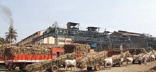 Sugarcane sugar will be discontinued for thirty thousand members | पस्तीस हजार सभासदांची सवलत साखर बंद होणार Sugarcane sugar will be discontinued for thirty thousand members | पस्तीस हजार सभासदांची सवलत साखर बंद होणार