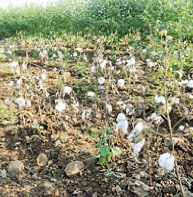 The district's peak condition is very good | जिल्ह्याची पीक स्थिती उत्तमच