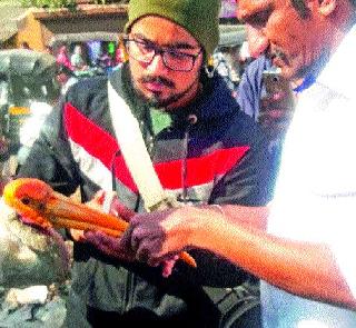 The survivors saved the life of 'Chitabalak' | पक्षिमित्रांनी वाचवले ‘चित्रबलाक’चे प्राण The survivors saved the life of 'Chitabalak' | पक्षिमित्रांनी वाचवले ‘चित्रबलाक’चे प्राण