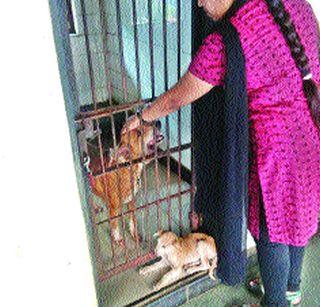 The fight for the injured dogs | जखमी कुत्रीसाठी तरुणींचा लढा The fight for the injured dogs | जखमी कुत्रीसाठी तरुणींचा लढा