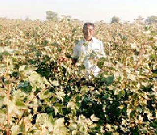Flora of white gold in the shrub | झाडीपट्टीत फुलवले पांढऱ्या सोन्याचे रान