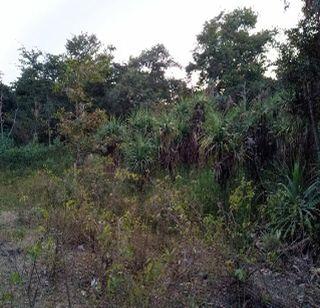 Kavada odor is found in the lake | नकाणे तलावात दरवळतोय केवड्याचा गंध Kavada odor is found in the lake | नकाणे तलावात दरवळतोय केवड्याचा गंध