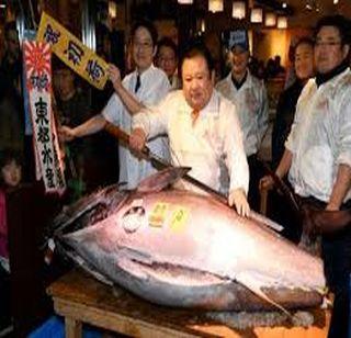 Abe ... the price of the fish is six hundred thousand dollars | अबब... माशाची किंमत सहा लाख डॉलर Abe ... the price of the fish is six hundred thousand dollars | अबब... माशाची किंमत सहा लाख डॉलर