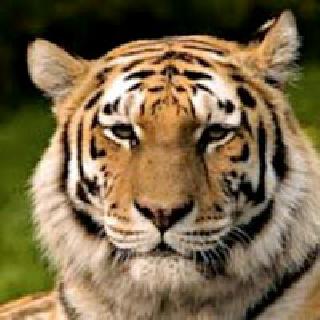 In the forest of Amravati, 'Katrina'? | ‘कॅटरीना’चा छावा अमरावतीच्या जंगलात ?