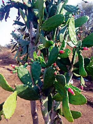 Cactus World Park in Wadali | वडाळीत कॅक्टस वर्ल्ड उद्यान Cactus World Park in Wadali | वडाळीत कॅक्टस वर्ल्ड उद्यान