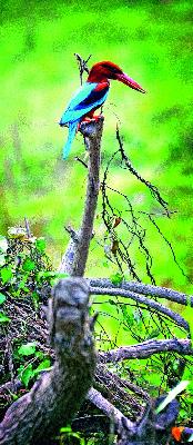 Courage of kite, cruelty for birds | पतंगबाजीचे शौर्य, पक्ष्यांसाठी क्रौर्य