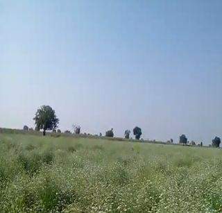 Scent-flavored aroma | खारपानपट्ट्यात दरवळतोय ओव्याचा सुगंध