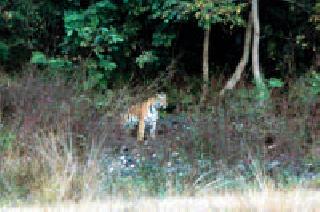 Waghini Darshan: | वाघिणीचे दर्शन : Waghini Darshan: | वाघिणीचे दर्शन :