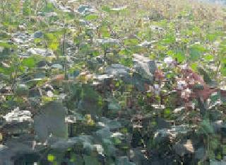 Cotton growers in Assamese-Sultanwari crisis | अस्मानी-सुलतानी संकटात कापूस उत्पादक Cotton growers in Assamese-Sultanwari crisis | अस्मानी-सुलतानी संकटात कापूस उत्पादक