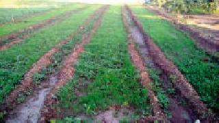 Onion planting | आश्रमात कांद्याची लागवड Onion planting | आश्रमात कांद्याची लागवड