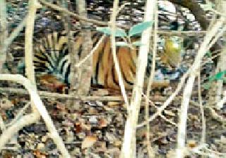 The bearer of the lessee in the throes near the pool | किन्ही तलावाजवळील झुडुपात पट्टेदार वाघाची दडी