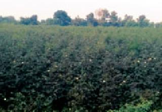 Cotton is black before they are sold! | कापूस वेचण्याआधीच होतोयं काळा ! Cotton is black before they are sold! | कापूस वेचण्याआधीच होतोयं काळा !