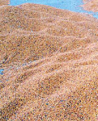 Mercenaries' pressure on Hamidar's bid | हमीदराच्या बोलीवर व्यापाऱ्यांचा दबाव Mercenaries' pressure on Hamidar's bid | हमीदराच्या बोलीवर व्यापाऱ्यांचा दबाव