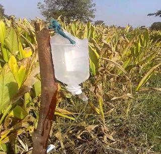 VIDEO: 15-year-old Ravi survived imitation 10 lemonade trees! | VIDEO : अनुकरणातून १५ वर्षिय रवी ने जगविले १० लिंबुची झाडे!
