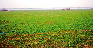 Ukrainians block in Gosikhurd dam | गोसीखुर्द धरणात ईकार्नियाचा विळखा Ukrainians block in Gosikhurd dam | गोसीखुर्द धरणात ईकार्नियाचा विळखा