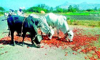 Tomato feeding animals | टमाटे झाले जनावरांचे खाद्य