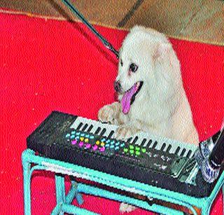 Filled with a lot of pet food ... | भरली पाळीव प्राण्यांची गंमत जत्रा...