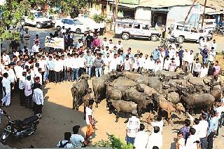 The CPI (M) 's demonstrations with both the Congress | दोन्ही काँग्रेससह ‘माकप’ची निदर्शने The CPI (M) 's demonstrations with both the Congress | दोन्ही काँग्रेससह ‘माकप’ची निदर्शने