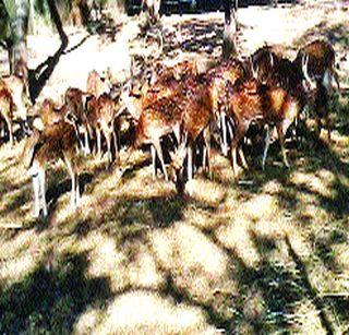 25 rare deer got home | २५ दुर्मीळ हरणांना मिळाले घर 25 rare deer got home | २५ दुर्मीळ हरणांना मिळाले घर