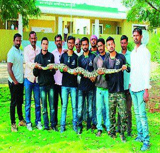 First time in Baramat, the 'dragon' | बारामतीत प्रथमच आढळला ‘अजगर’ First time in Baramat, the 'dragon' | बारामतीत प्रथमच आढळला ‘अजगर’