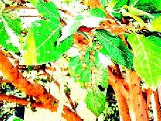 The multifunctional drug discovered through bark leaves | उंबराच्या पानांतून शोधले बहुपयोगी औषध