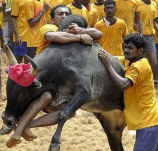 Supreme Court's ruling to decide on Jallikattu before Pongal | पोंगलआधी जल्लीकट्टूवर निर्णय देण्यास सर्वोच्च न्यायालयाचा नकार Supreme Court's ruling to decide on Jallikattu before Pongal | पोंगलआधी जल्लीकट्टूवर निर्णय देण्यास सर्वोच्च न्यायालयाचा नकार