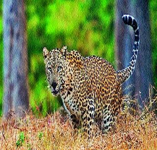Leopard on the city's gates | शहराच्या वेशीवर बिबट्या Leopard on the city's gates | शहराच्या वेशीवर बिबट्या